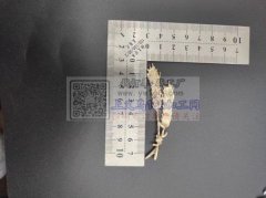 压铸外发，如图所示胸针，寻找有此款胸针模