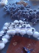 寻找专业打胶枪粘毛球的加工厂【老板在线等】