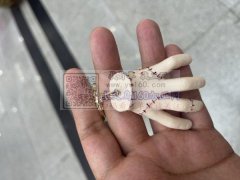 找寻能做图上手掌模型的工厂，这款手掌模型