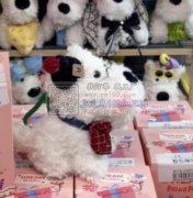 寻求义乌工厂做挂式毛毛狗，大量需要现货，