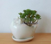 寻求这个陶瓷花盆现货工厂