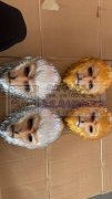 本厂专业承接喷漆移印加工