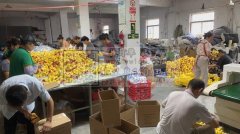 本厂专做宠物用品充棉包装，玩具充棉包装，