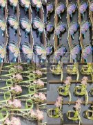 本厂有多台机器滴油手工加工厂，价格低，质