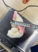 本厂现有毛绒玩具充棉平车外发加工，寻找毛绒配件充