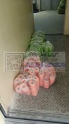 本厂有滴油机器多台，承接PVC软胶，滴油
