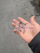 切带，切松紧带，谁有切带机，给我切一下,