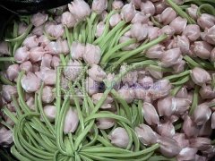 本公司有大量的郁金香花朵，本公司专业生产