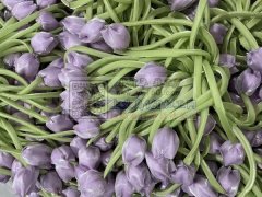 本公司有大量的郁金香花朵，本公司专业生产