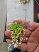 有意向的老板可以联系我。朝鲜女工加工