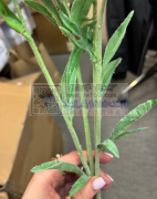 寻仿真绿植的生产厂家