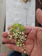 有需要手工活加工的老板可以看过来钩针编手