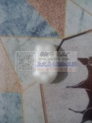 捏捏乐求源头厂家，量大有的请联系