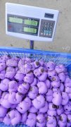 本厂 承接各种玩具 