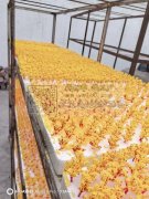 eva扶桑花仿真花加工厂、定型