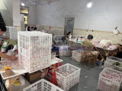 承接手工活，专业打胶枪，专业充棉。