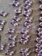 只能手工画漆，