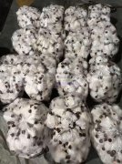 大量要新疆小羊 找源头工厂