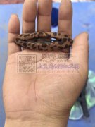 专业承接：打胶枪，打蝴蝶结，做云朵抓夹，