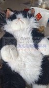 承接毛绒玩具、帽子、鹅衣服、各种圣诞用品