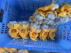 江西萌友玩具1000平方毛绒玩具加工厂，
