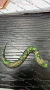 PVC软胶蛇尾，数量手单两万