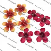 能做这个花瓣的联系我